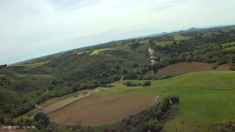 [Vol avec les vautours (immersion - Hotwing) - Mai 2017]