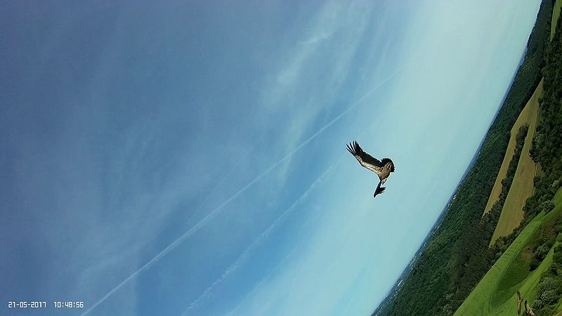 [Vol avec les vautours (immersion - Hotwing) - Mai 2017]