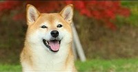 [2019-06-24_shiba_inu_running_club]